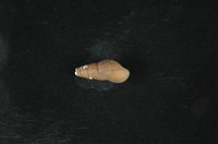 藏品(川蜷)的圖片